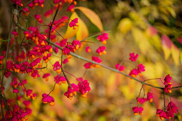 Euonymus europaeus european common spindle capsular ripening autumn fruits
