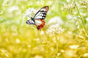 butterfly on a flower