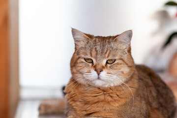 A beautiful cat lies on the table at home and looks at the camera, then away. Cat close-up