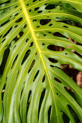 Obraz na płótnie Canvas Monstera leaf palm. Pattern of a green leaf of a tropical monstera plant for interior decor. Jungle, botany, vegetation concept 