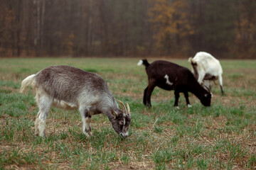 Cute little goats graze and eat grass in the field against the background of the forest in the village. Beautiful autumn
