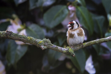 goldfinch perched on a moss branch