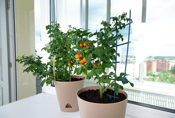 Cherry tomatoes on the windowsill Home vegetable garden Concept of homegrowing and leisure time