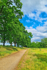 Fototapeta na wymiar Picturesque summer background. Trail along the green trees.
