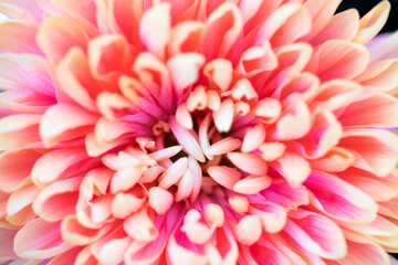 pink Astra flower close up