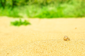 Close-up of clean sand on a river beach with green bushes in the background. City recreation space.