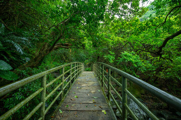 verdant, forest trail, forest, trail, valley, arch, bridge