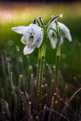 close up of snow drops in grass with rain drops
