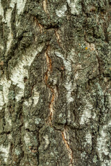 Close-up of the bark of a tree in soft focus at high magnification. Cracks with germinating moss on a old birch. Background for slide or book cover