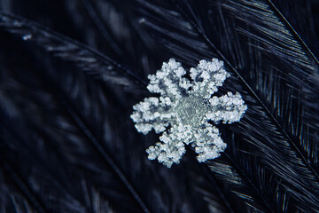 Real snowflake on blue background. Christmas winter snowflakes background. Snowflake Closeup. Macro...
