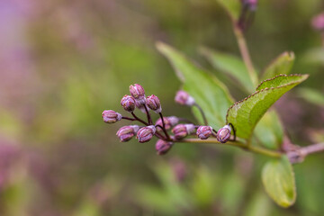 deutzia flower buds
