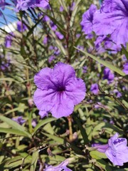 purple flowers in the garden