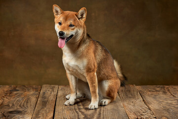 Portrait of beautiful golden color Shiba Inu dog posing isolated over dark vintage background. Concept of animal life, care, health and purebred pets.