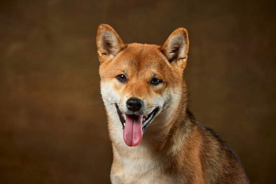 Closeup portrait of beautiful golden color Shiba Inu dog looking at camera isolated over dark vintage background. Concept of animal life, care, health and purebred pets.