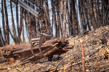 Fototapeta na wymiar Burnt forest with machine arm loading trunks