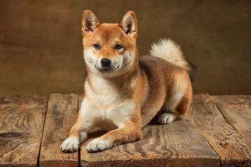 Fototapeta premium Portrait of beautiful golden color Shiba Inu dog posing isolated over dark vintage background. Concept of animal life, care, health and purebred pets.
