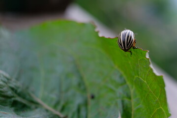 FU 2021-06-16 Natur 135 Auf dem Blatt ist ein Kartoffelkäfer