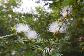Closeup white Calliandra flowers in the park at morning