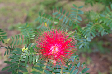 Closeup pink Calliandra flowers in the park at morning