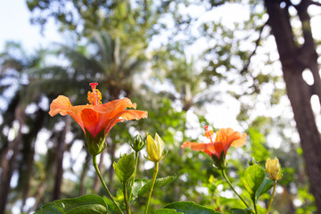 Closeup Beautiful Orange Hibiscus flower in park