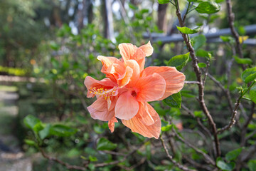 Closeup beautiful Tropical Hibiscus in garden