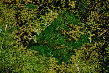 Fototapeta na wymiar different kinds of moss, closeup