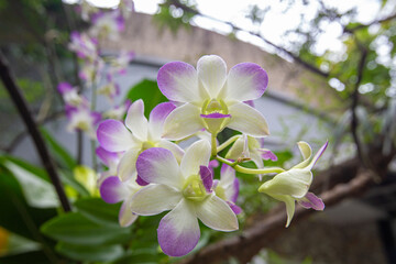 Closeup Beautiful Dendrobium orchids in morning park
