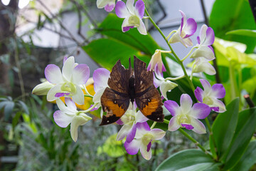 Closeup Orange oakleaf butterfly butterfly perched on Dendrobium orchids in morning park