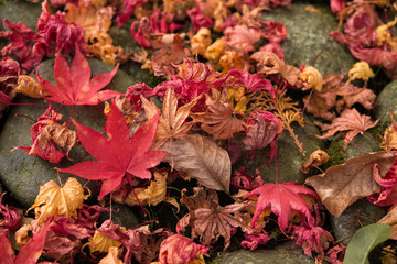 庭園の紅葉