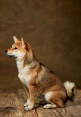 Portrait of beautiful golden color Shiba Inu dog posing isolated over dark vintage background. Concept of animal life, care, health and purebred pets.