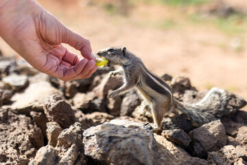 Streifenhörnchen füttern aus der Hand in Fuerteventura 