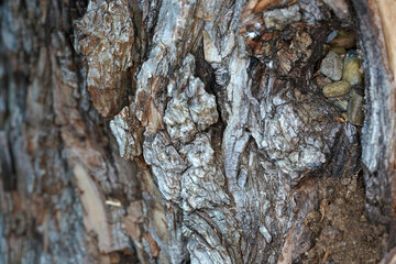 Tree bark is bark and bast and protects the tree