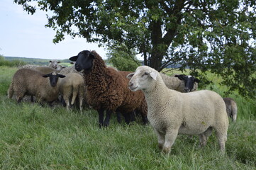 sheep and lambs