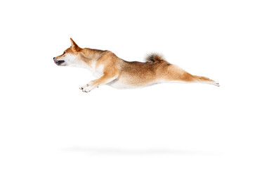 Groomed adult Shiba Inu dog flying isolated over white studio background. Concept of beauty, animal life, care, health and purebred pets.