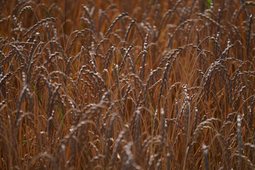 Grains in the field before harvest