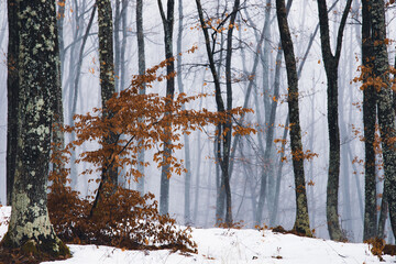 Mysterious forest in fog