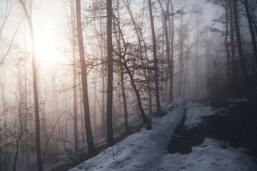 Mysterious forest in fog