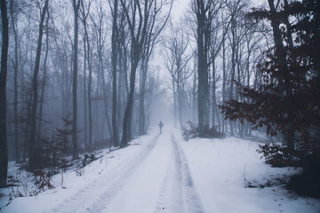 Obraz premium Mysterious forest in fog