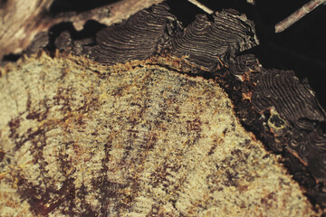 Relieve de tronco cortado
Árbol, detalle de la corteza 