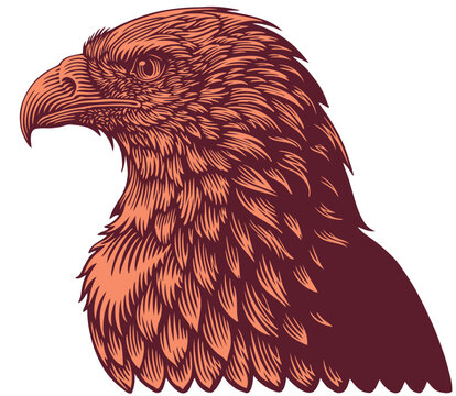 Eagle's Head. Editable hand drawn illustration. Vector vintage engraving. Isolated on white background. 8 eps