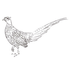 Line art pencil sketch of pheasant bird