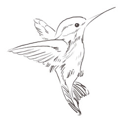 Line art pencil sketch of forest hummingbird bird © yuliia lashevska