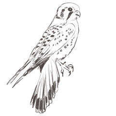 Line art pencil sketch of forest kestrel bird