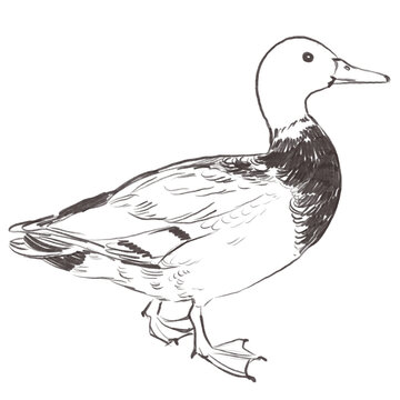 recommend clip art: Line art pencil sketch of mallard duck bird