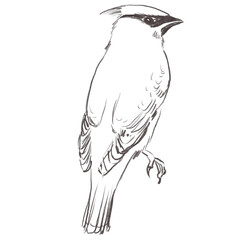 Line art pencil sketch of forest waxwing bird
