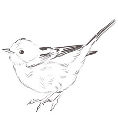 Line art pencil sketch of forest whitethroat bird © yuliia lashevska