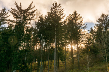 Dark green pine trees in a moody spruce forest with sunbeams shining through branches in foggy autumn mountains.
