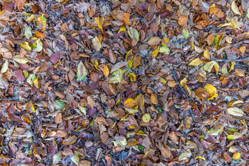 Vertical shot on colorful autumn leaves