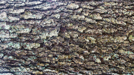 Background - relief bark of old Birch with moss
