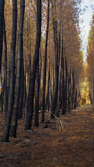 Forêt de pins incendiée, à proximité de Landiras, après les incendies de l'été 2022